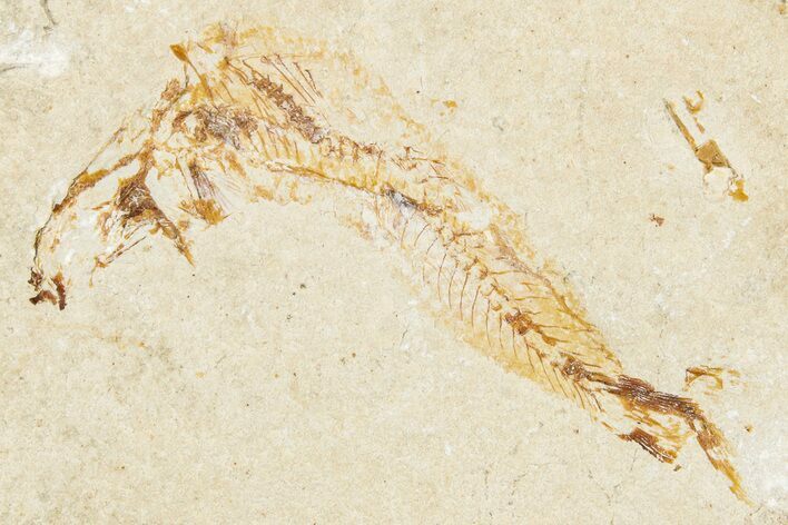 Cretaceous Fossil Fish - Lebanon #248426